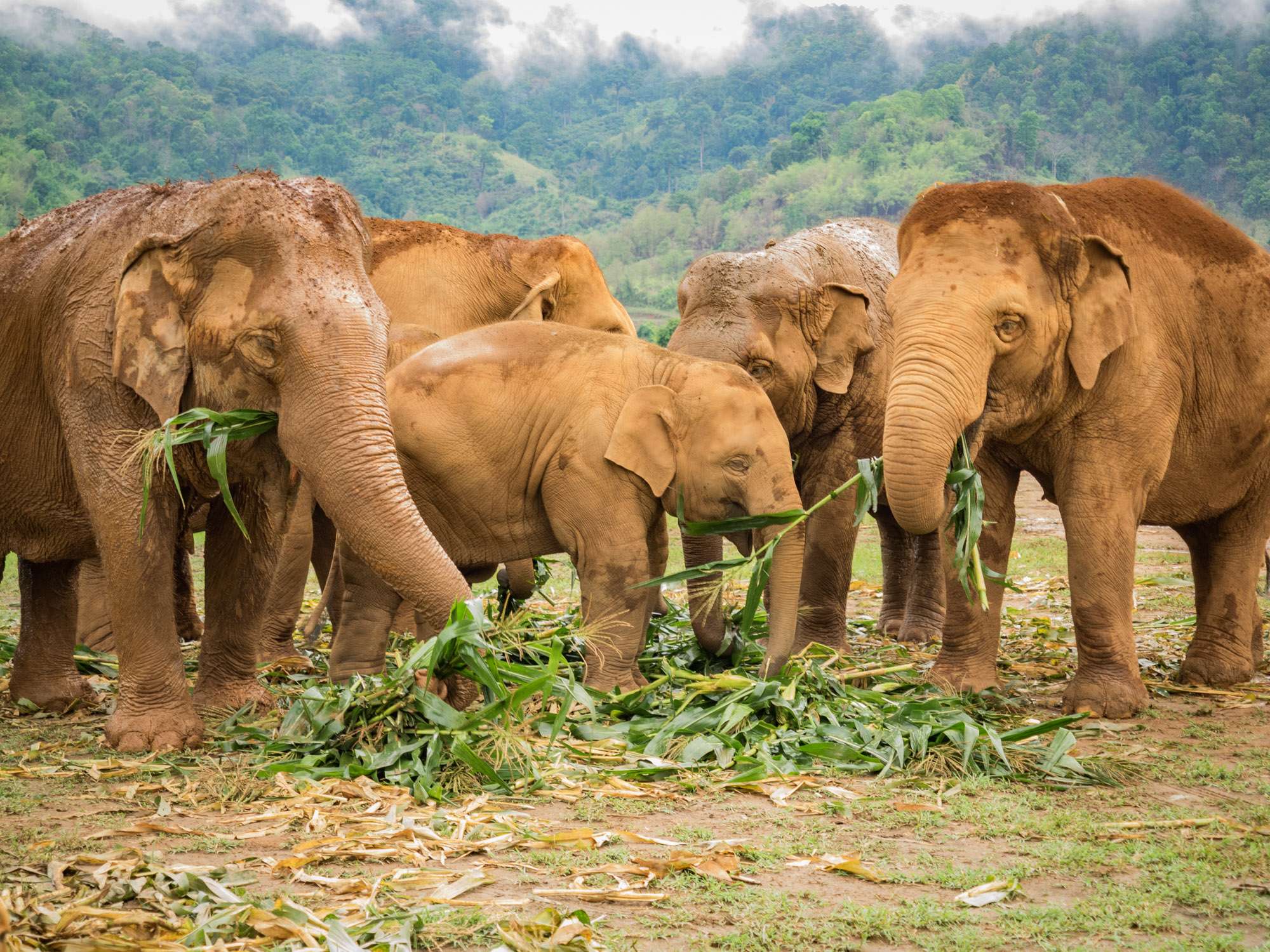 15 Elephant Camps in Chiang Mai You For A Ravishing Thai Vacay