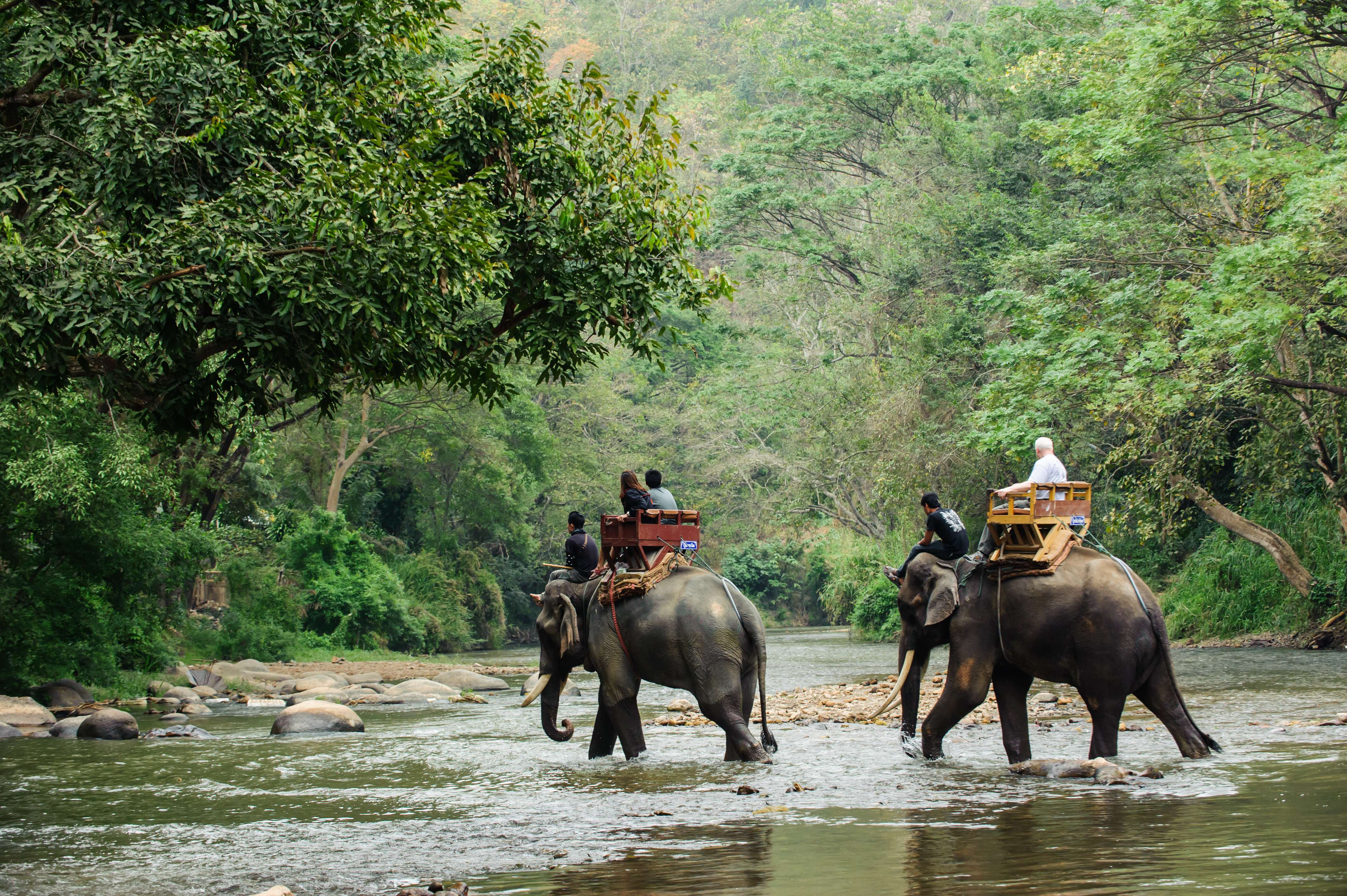10 Best Places for Elephant Trekking in Phuket: Prices & Timings