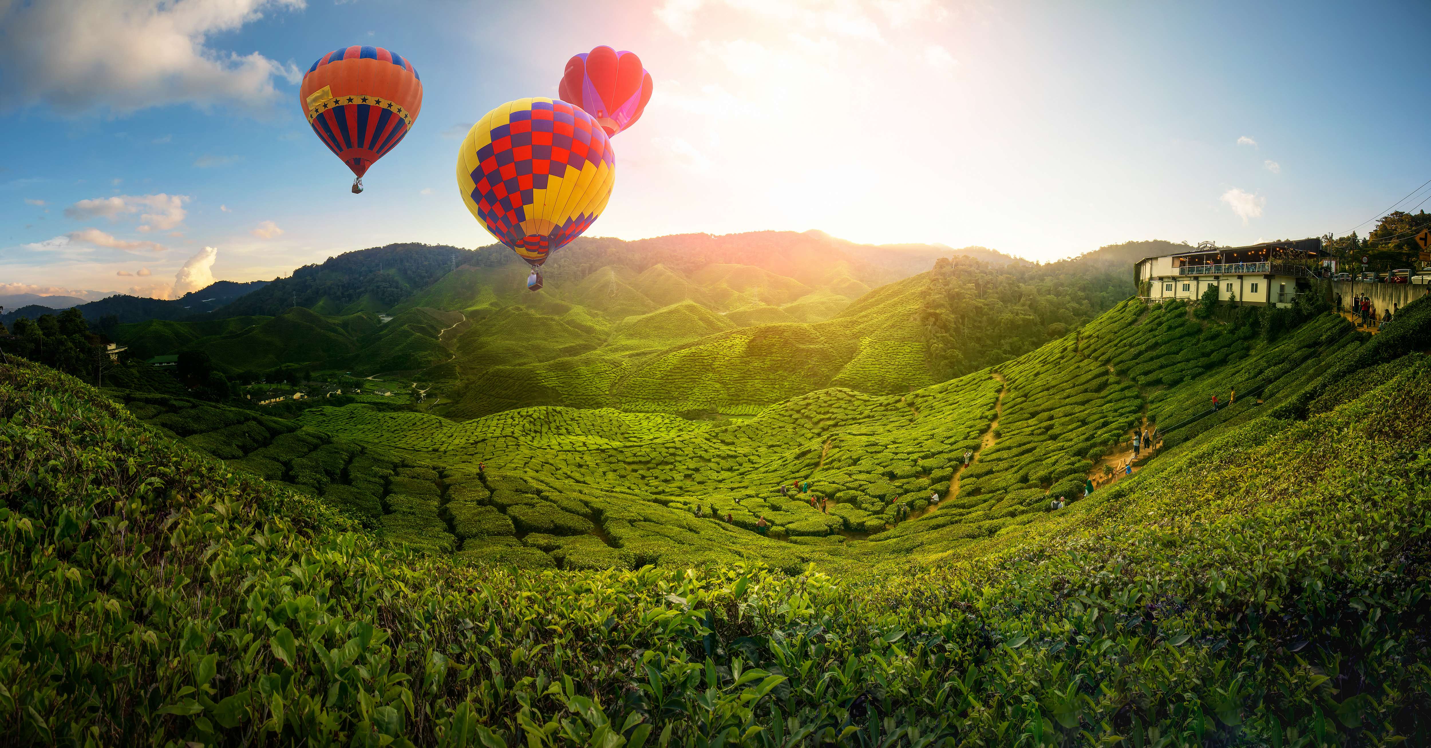 19 Best Things to do in Cameron Highlands