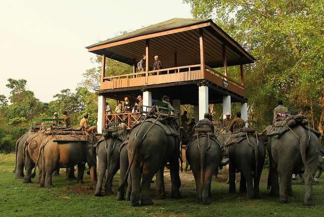 Kaziranga National Park, Assam