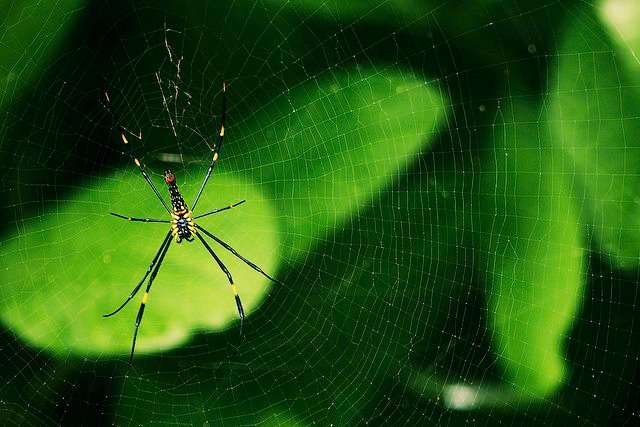 Mudumalai National Park, Tamil Nadu
