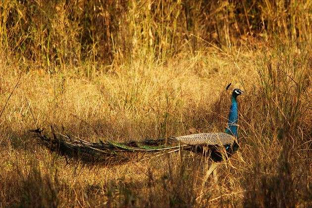Kanha National Park, Madhya Pradesh