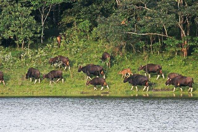 Periyar National Park, Kerala
