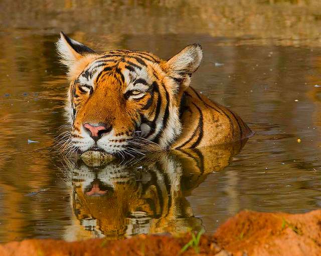 Ranthambore National Park, Rajasthan