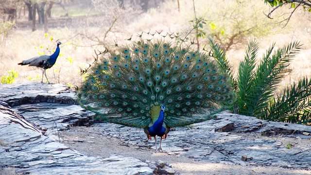 Keoladeo Ghana National Park, Rajasthan