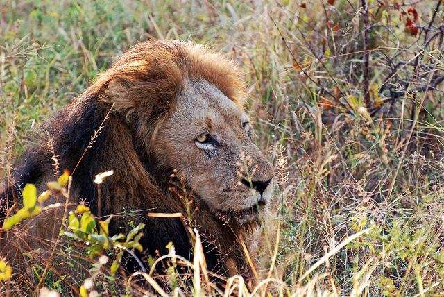 Gir National Park and Sasan Gir Sanctuary, Gujarat