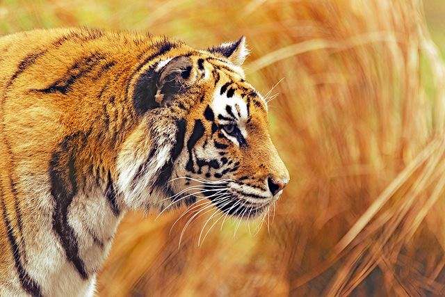 Sunderbans, West Bengal