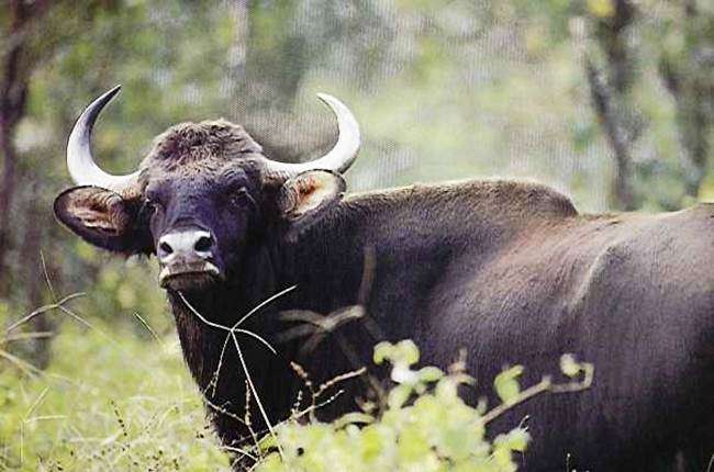 Fort of Satregad, Sattari (Mhadei Wildlife Sanctuary)