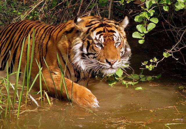 Jim Corbett Tiger Reserve, Uttarakhand