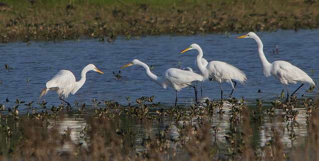 Kumarakom Bird Sanctuary