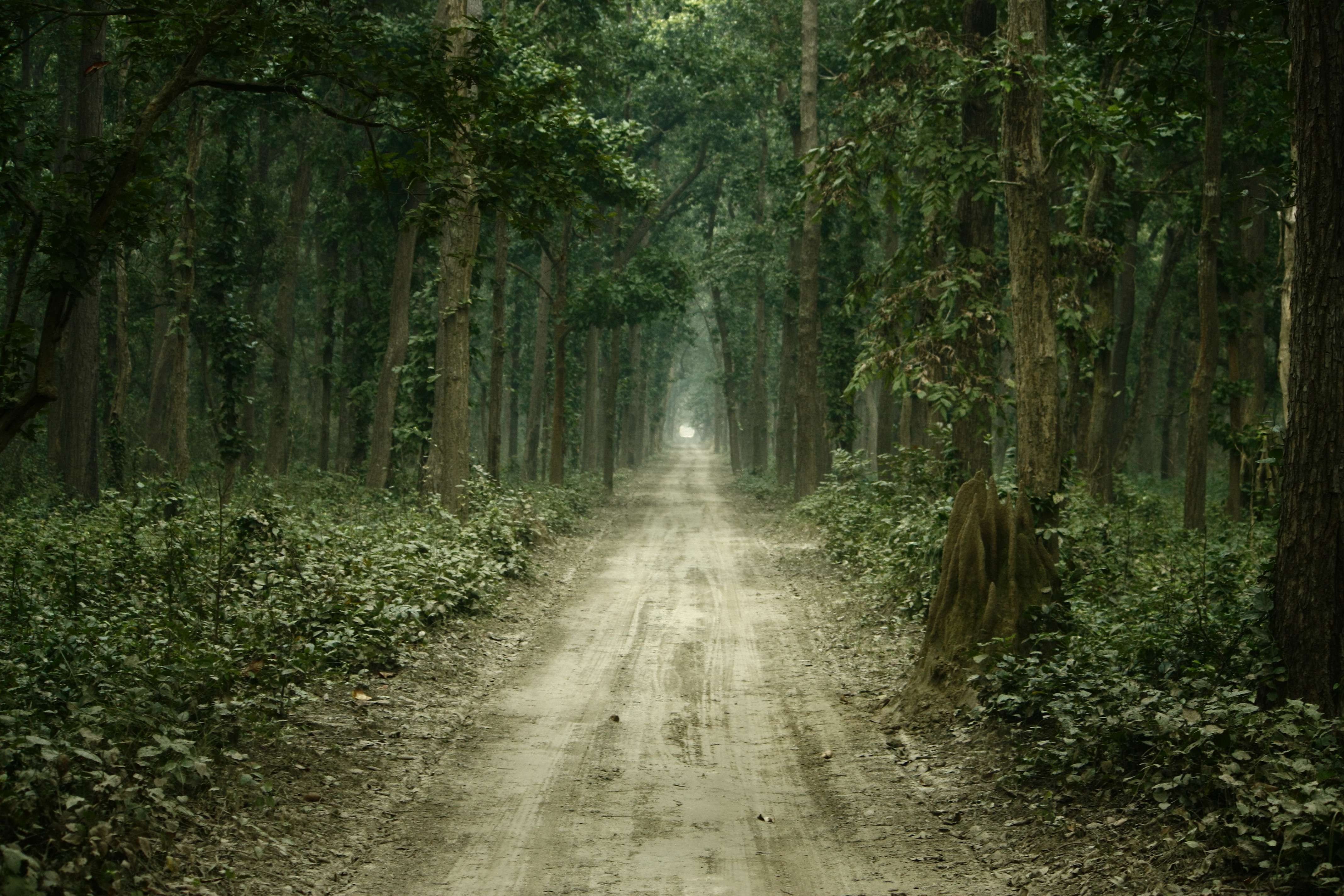 dudhwa national park