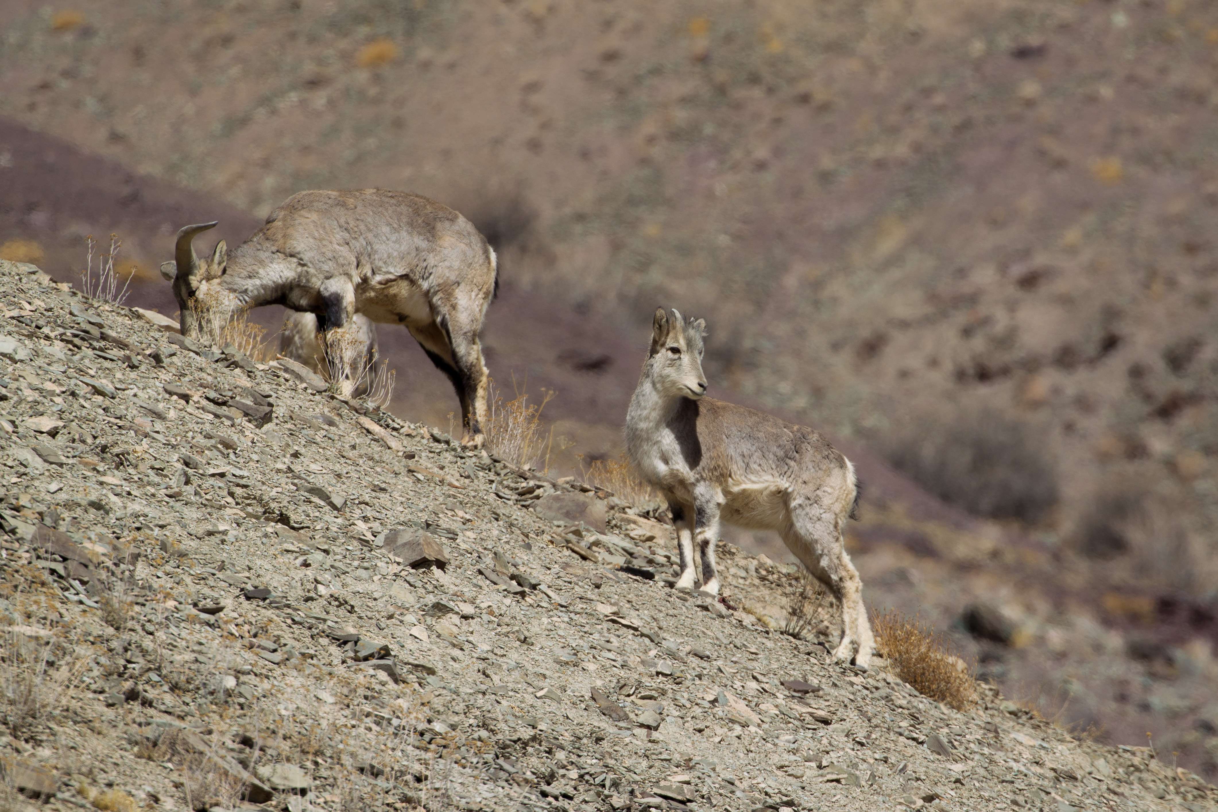 Hemis National park