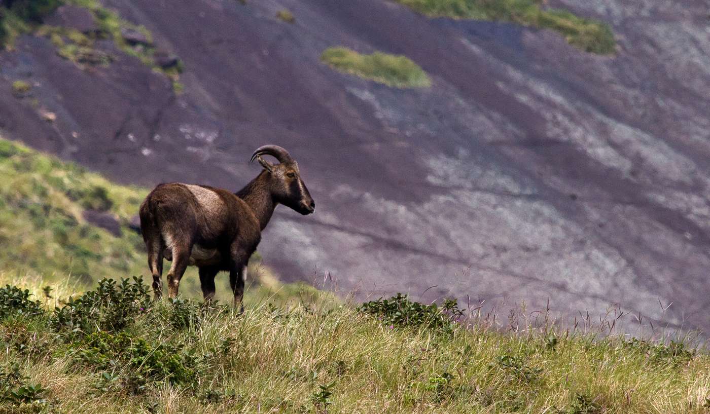Eravikulam National Park