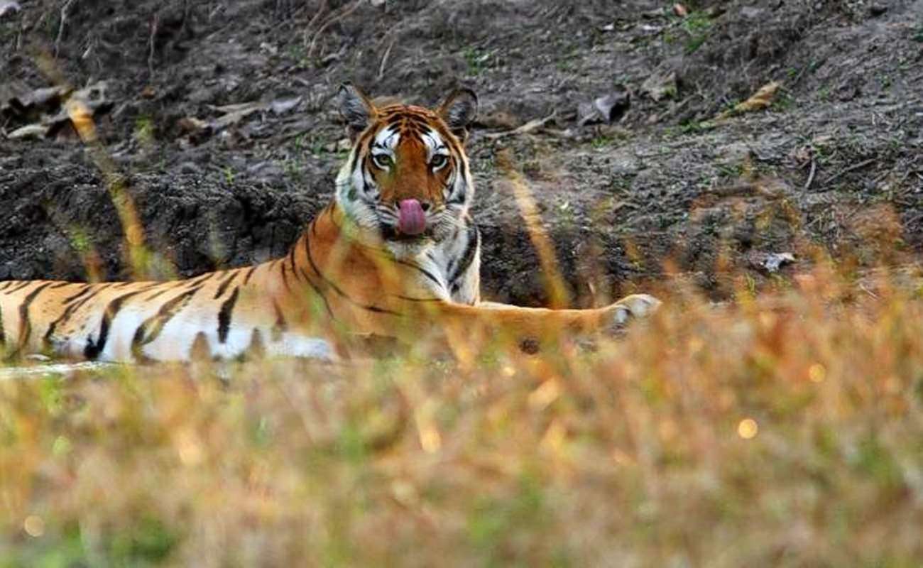Pench National Park, Madhya Pradesh
