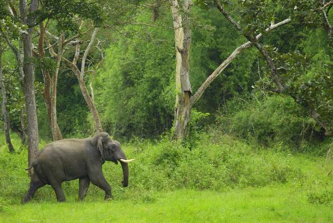Chimmony Wildlife Sanctuary