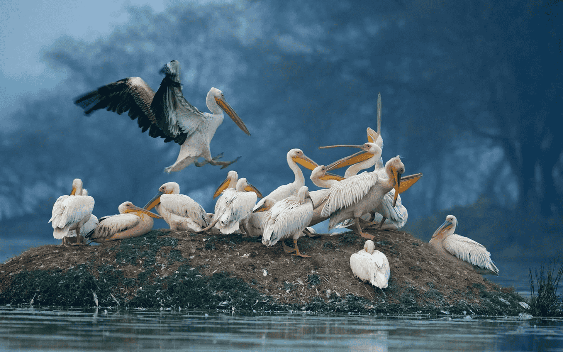 Kumarakom Bird Sanctuary