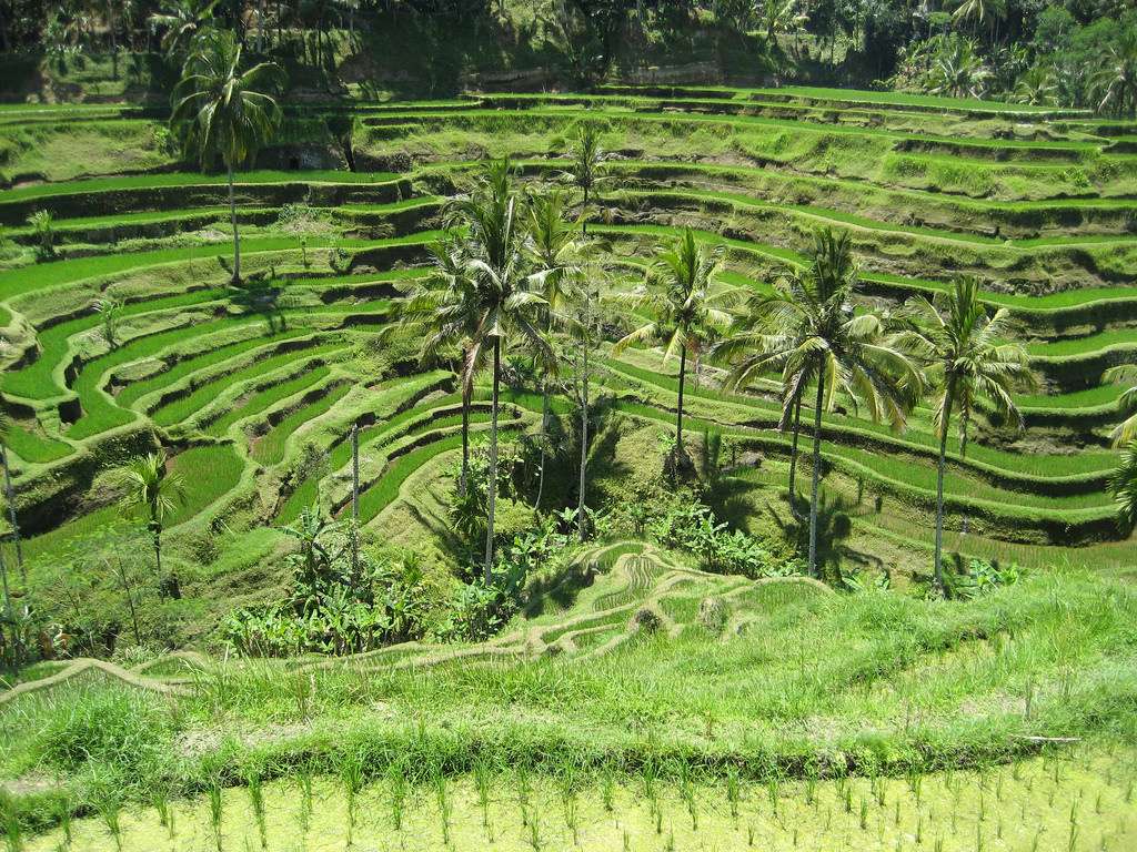 Ubud Rice Field Trekking
