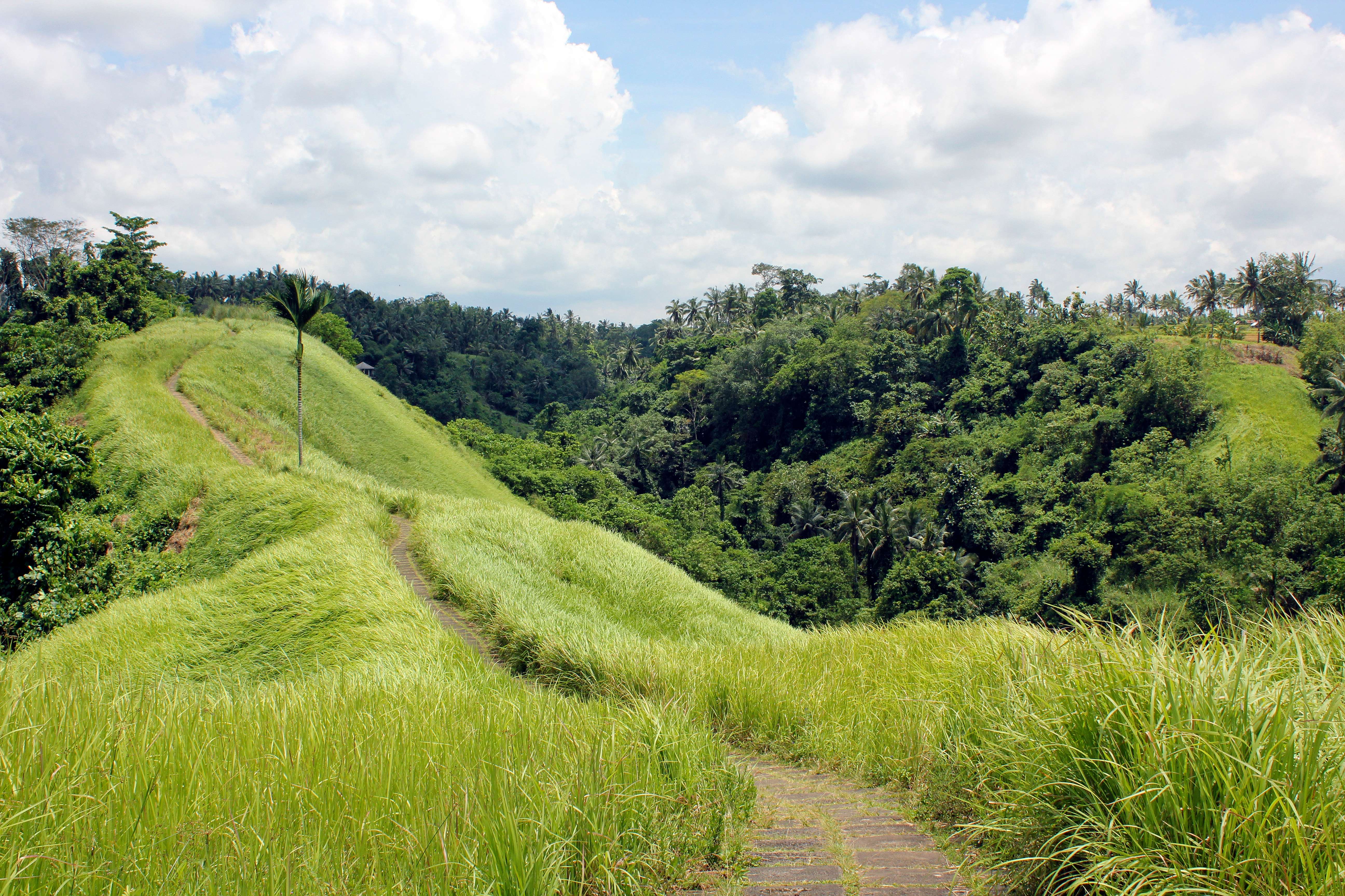 Enjoy a Thrilling Hike to Campuhan Hill Ridge