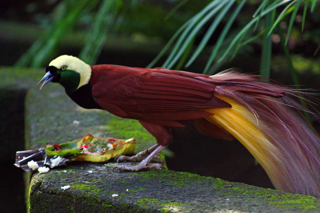 Bali Bird Park