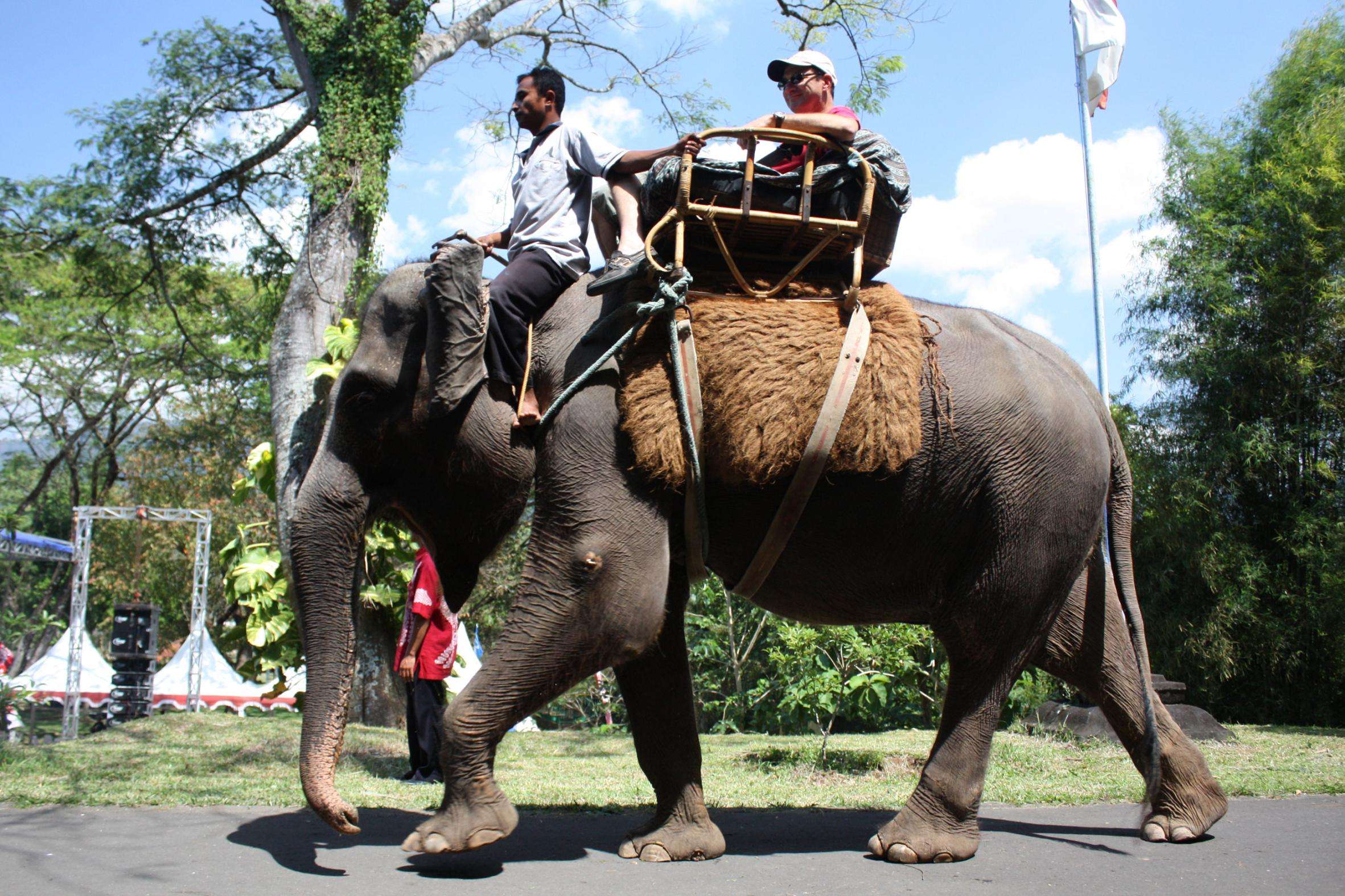 Elephant Safari Park