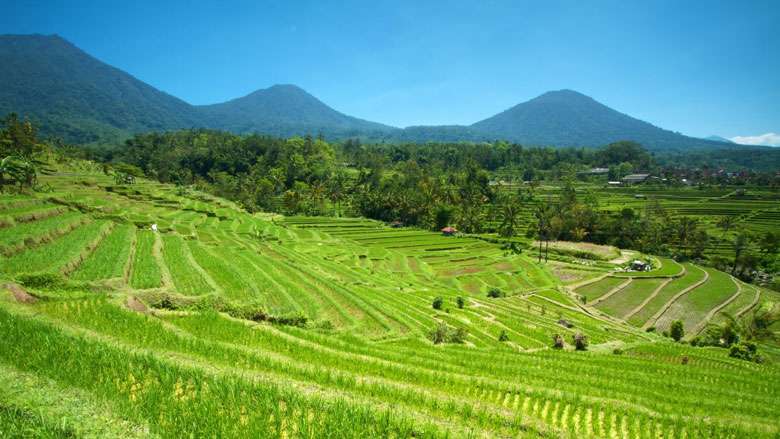 Tanah Lot and Rice Terrace Tour