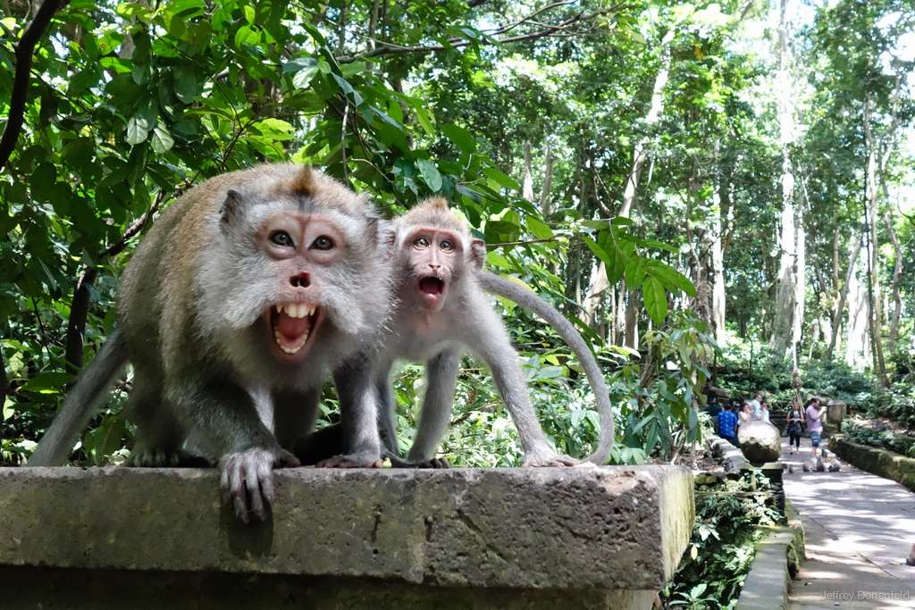 Meet the Long Tailed Monkeys at Ubud Monkey Forest, Padangtegal