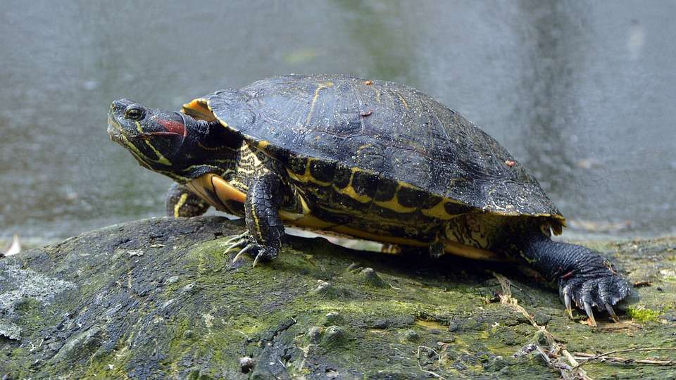 Witness Baby Turtles at Kuta Beach Sea Turtle Conservation