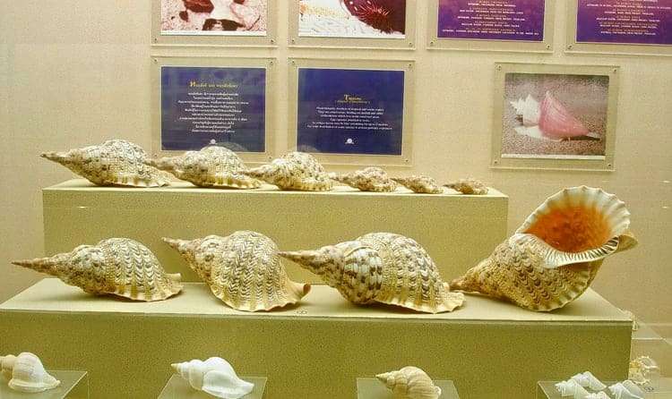 Visit the Shell Museum