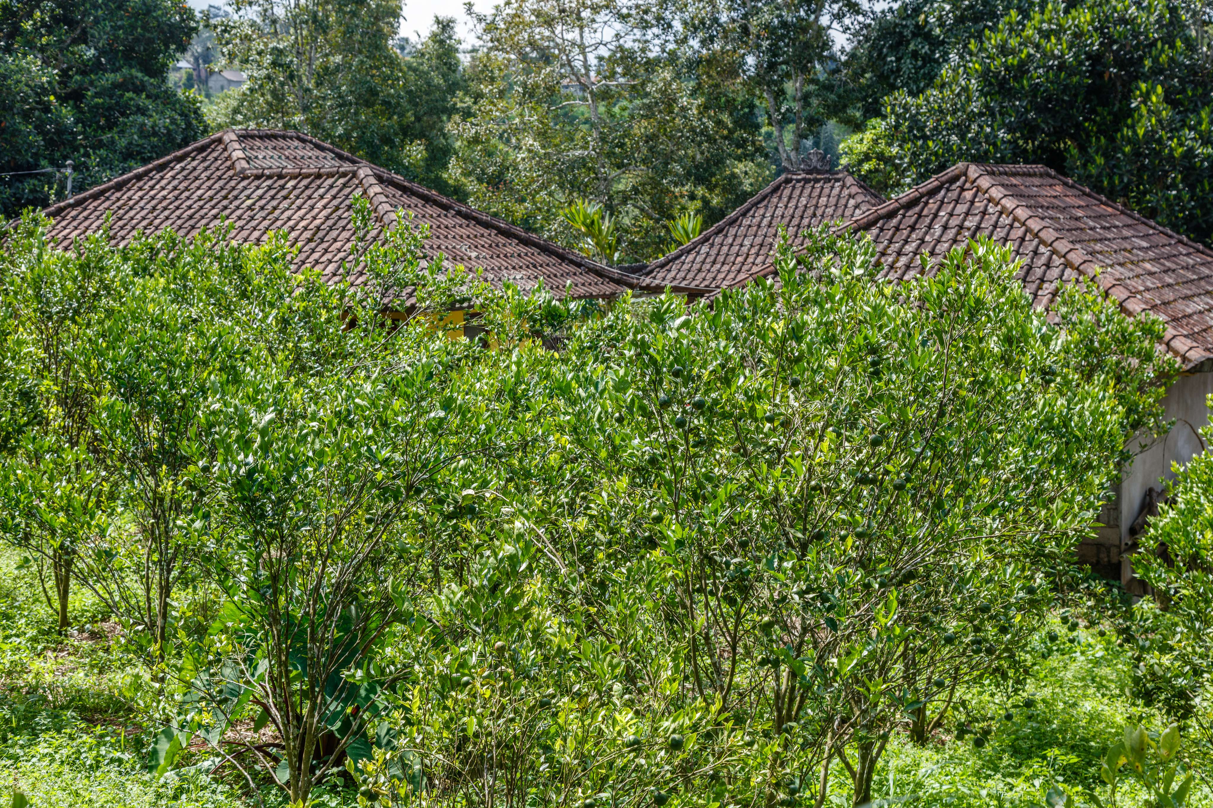 Visit Kintamani Organic Farm 