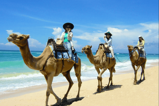Enjoy Bali Camel Safaris