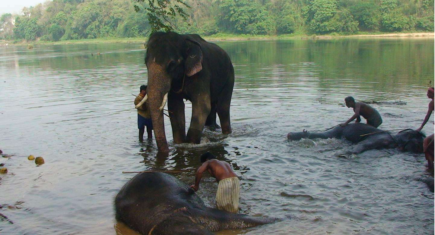Kodanad Elephant Training Centre