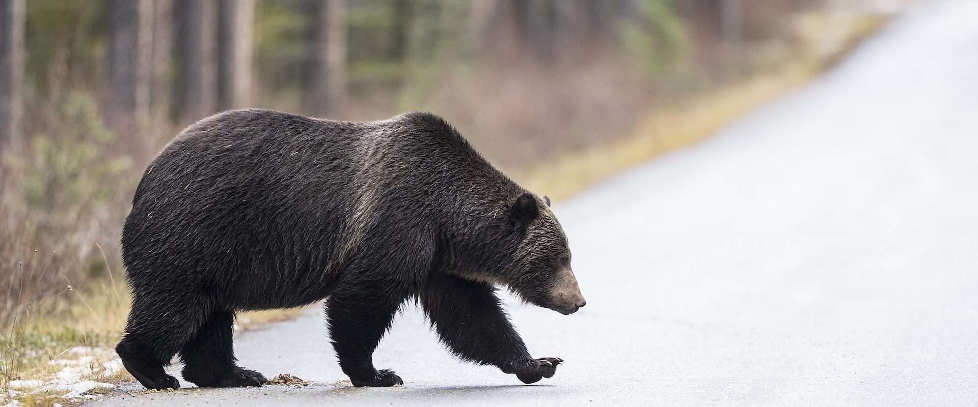 Begur Wildlife Sanctuary