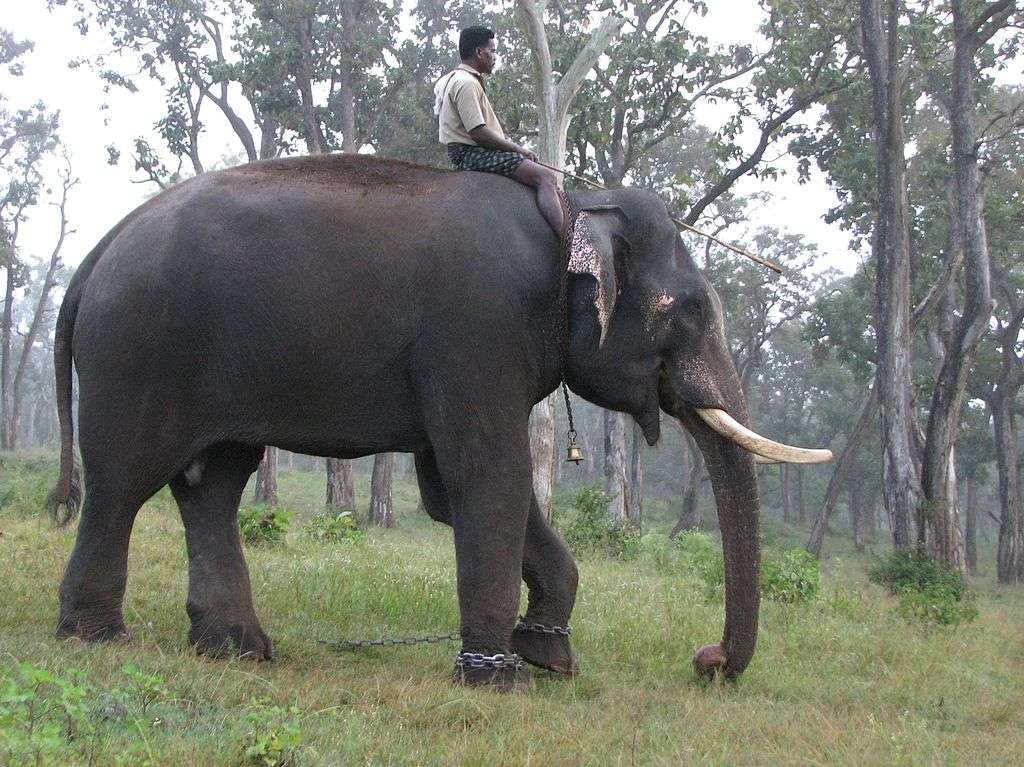 Anamudi Shola National Park