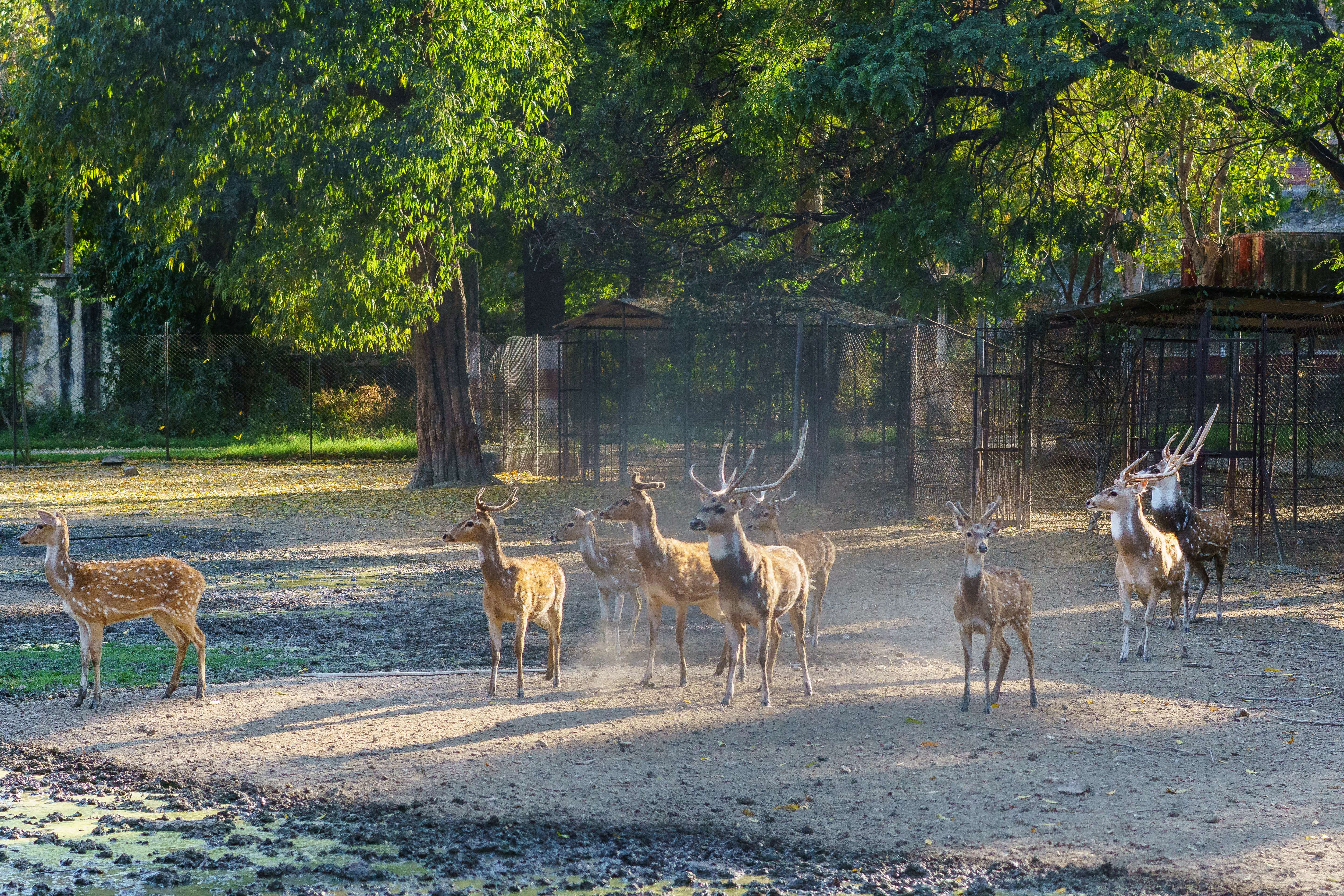 Sajjangarh Wildlife Sanctuary
