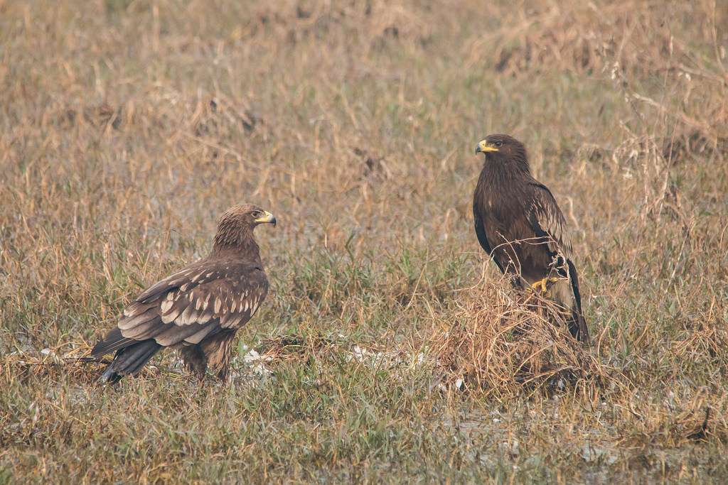 Jaisamand Wildlife Sanctuary