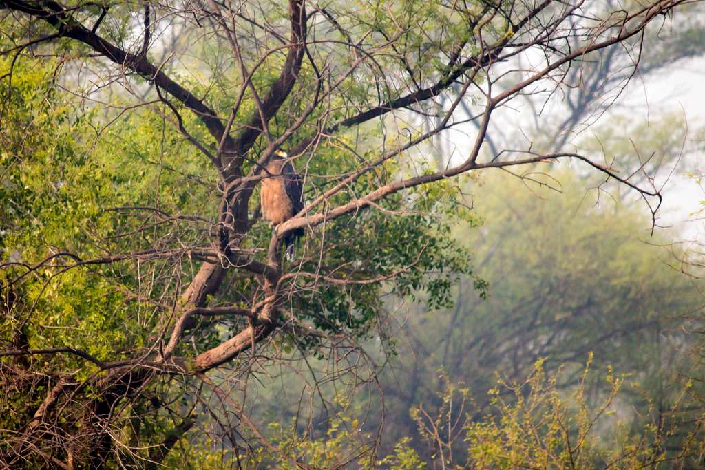 Best Time to Visit Bharatpur Bird Sanctuary