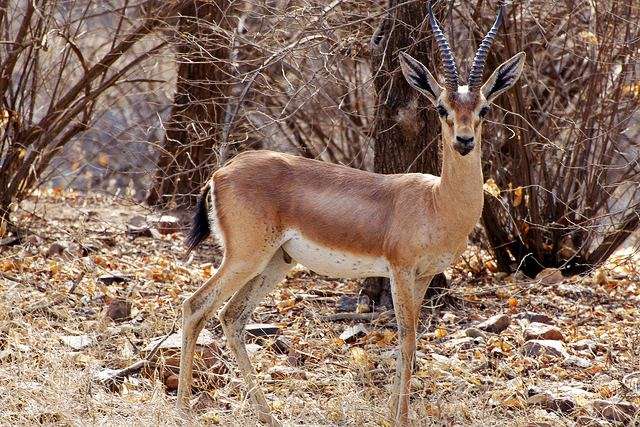 Desert National park