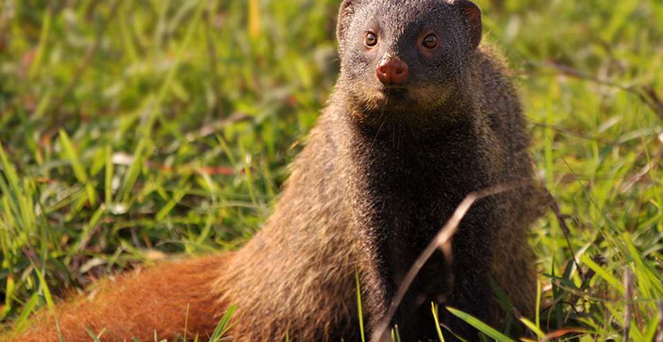 Machiya Biological Park, Jodhpur
