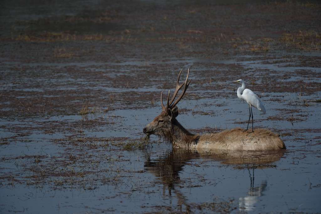 Baretha Wildlife Sanctuary, Bharatpur