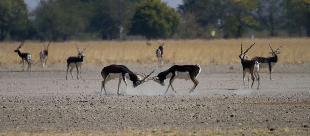 Tal Chhapar Sanctuary, Shekhawati