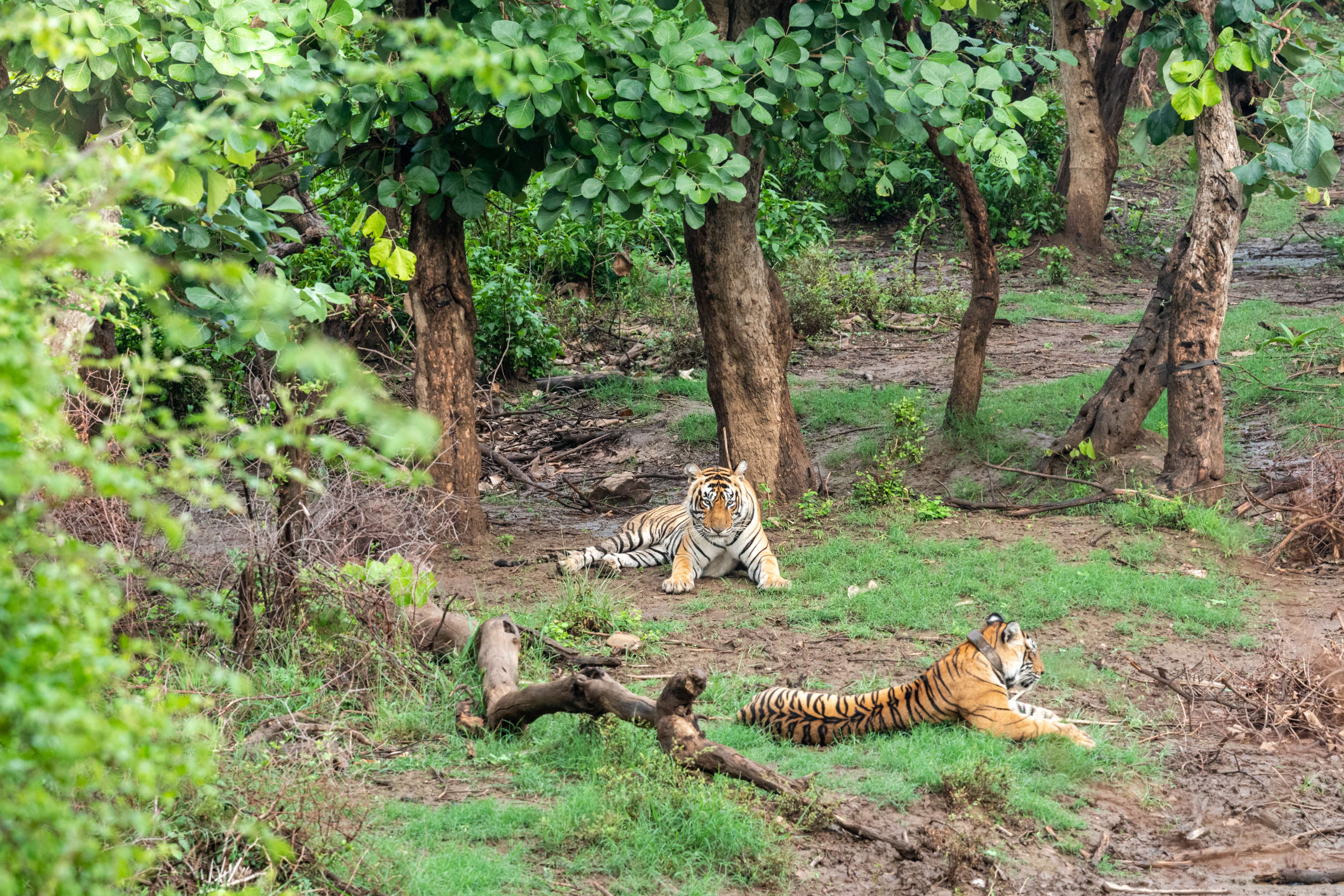 Sariska National Park Safari : A Detailed Guide