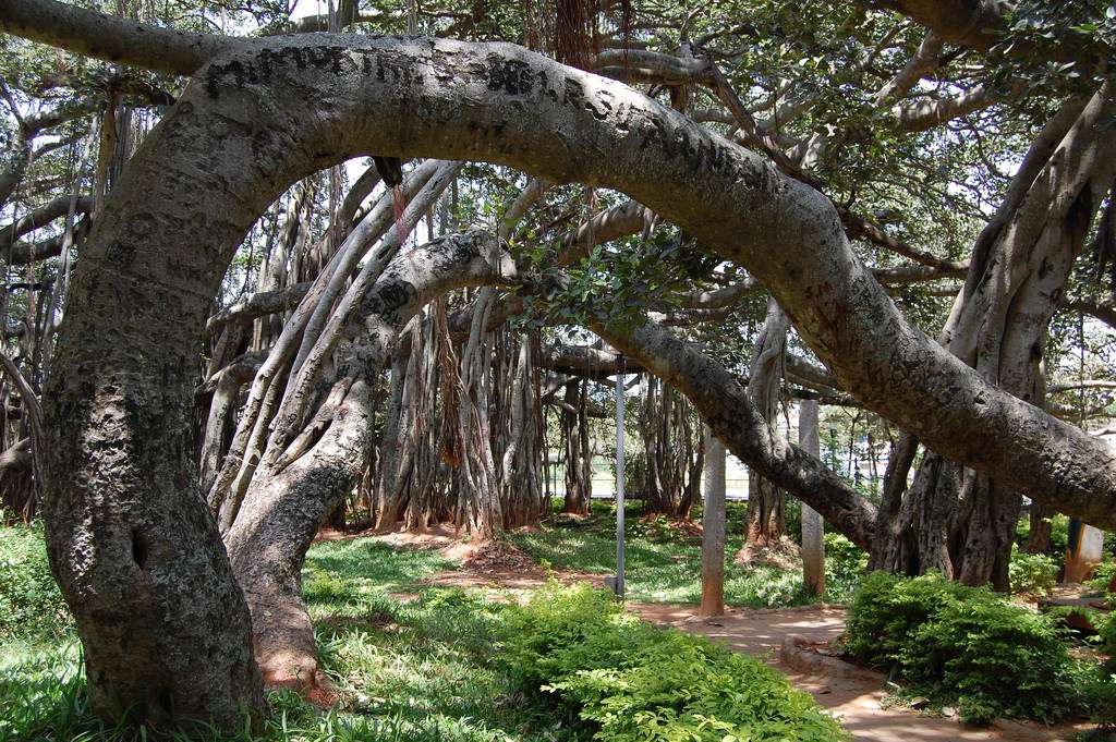 Big Banyan Tree - 34 km from Bangalore