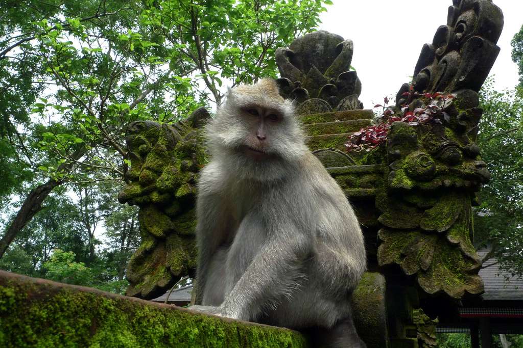 Monkeys are Everywhere in Bali