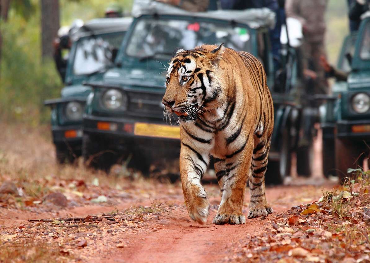 Ranthambore