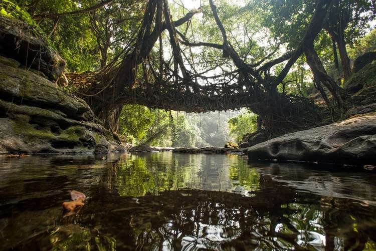 Living Root Bridge Trek 2022, Meghalaya | Book @ Flat 20% off
