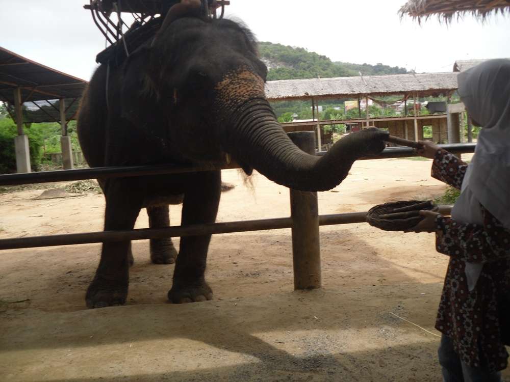 Kinnaree Elephant Trekking Tours