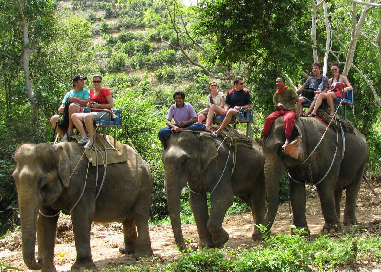 Phuket Elephant Rides