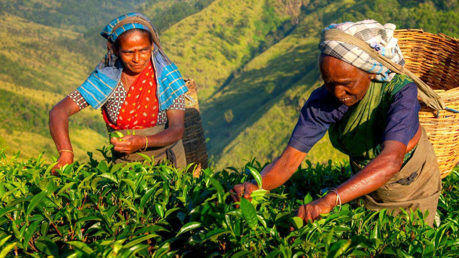 Tea and Herb Tour in Colombo