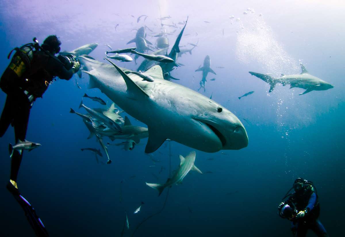 Aliwal Shoal, South Africa