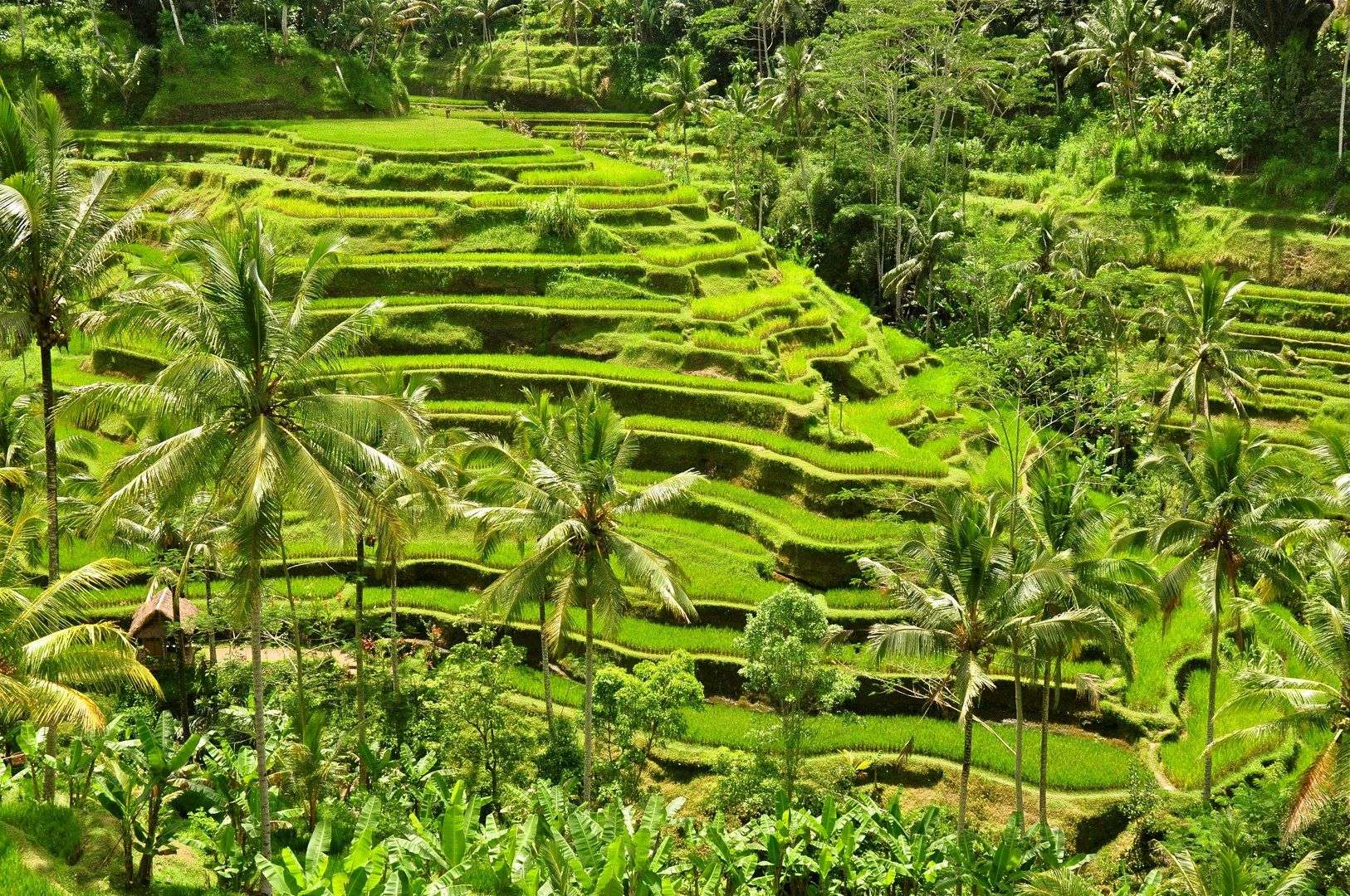 Tegallalang Rice Terraces, Ubud 